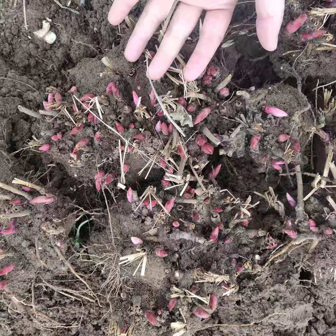 原棵白芍芽子