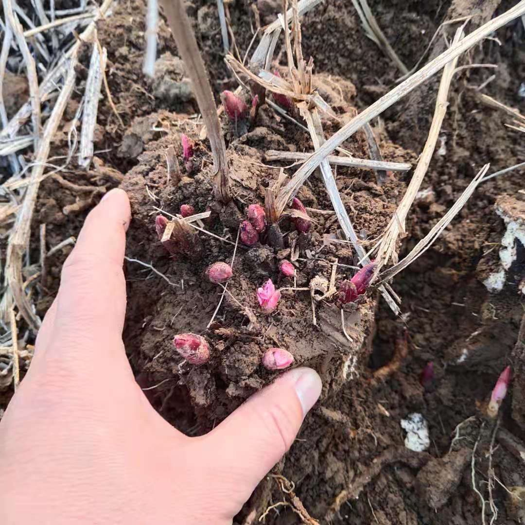 种子发芽率100%净度100%纯度一晨基地自产自销品种来源一级良种等级