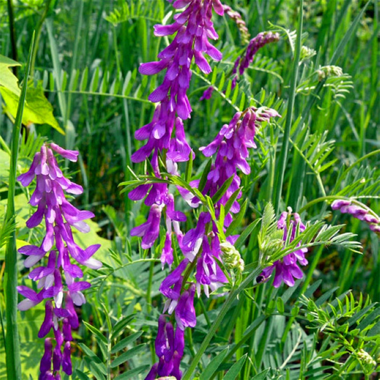 箭舌豌豆绿肥箭舌豌豆种子批发厂家直供