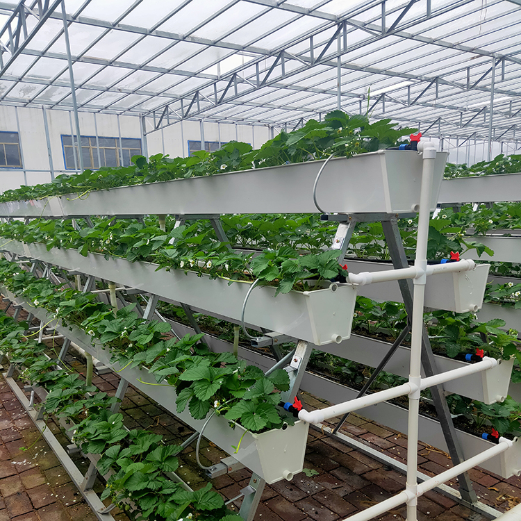 草莓无土栽培价格九云y01a字架基质无土栽培