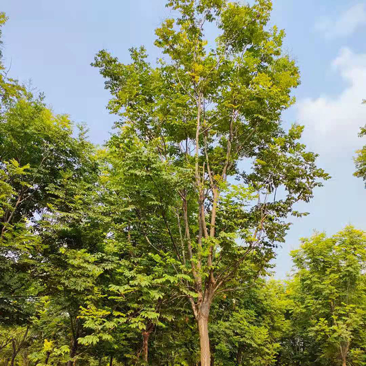 全冠栾树 景观行道丛生 规格10-40公分定制 带土球发车