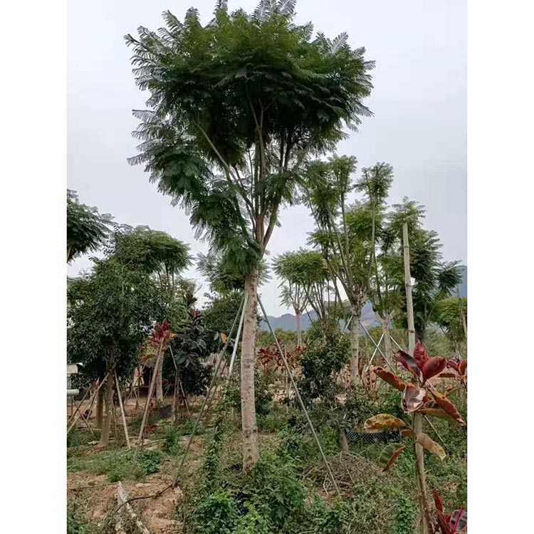 蓝花楹报价全冠蓝花楹价格骨架蓝花楹产地风景树景观树批发