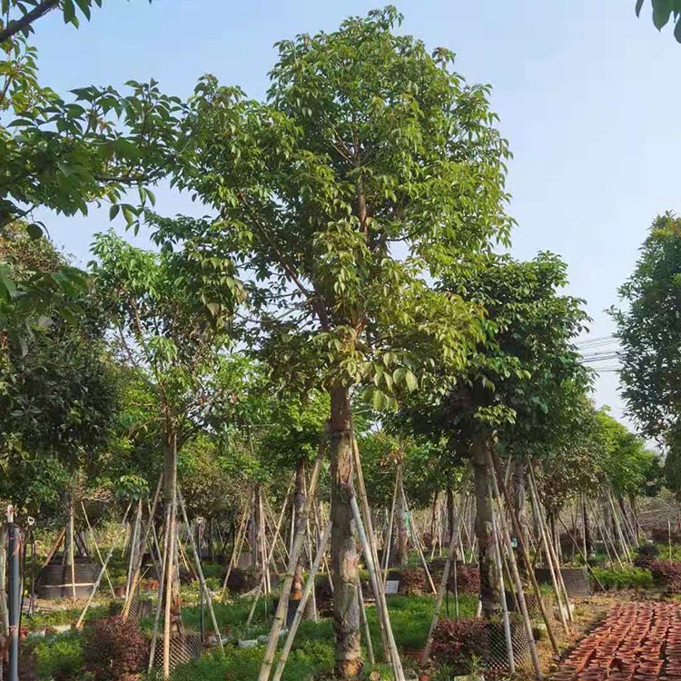 基地批发绿化苗木秋枫树 苗圃种植批发秋枫 重阳木行道树