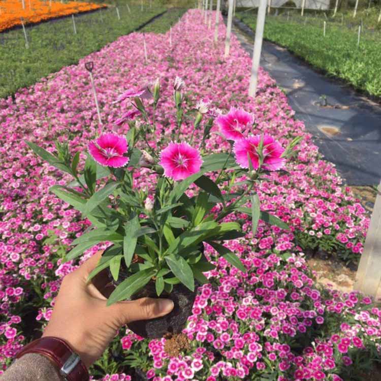 欧石竹花绿化苗三脉石竹林生石竹高山石竹钻叶石竹常夏石竹苗