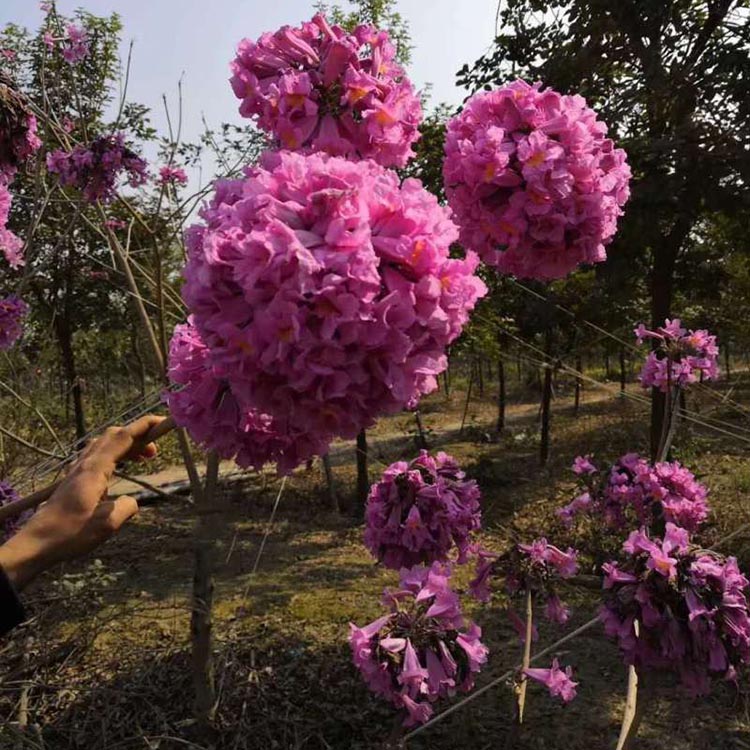 福建紫花風鈴木批發紫花風鈴木移植苗綠化喬木基地批發