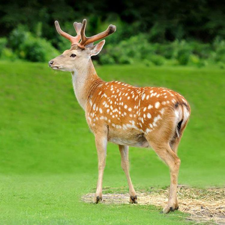 40斤梅花鹿一年利润 成年梅花鹿 想买3只梅花鹿小苗 价格报价