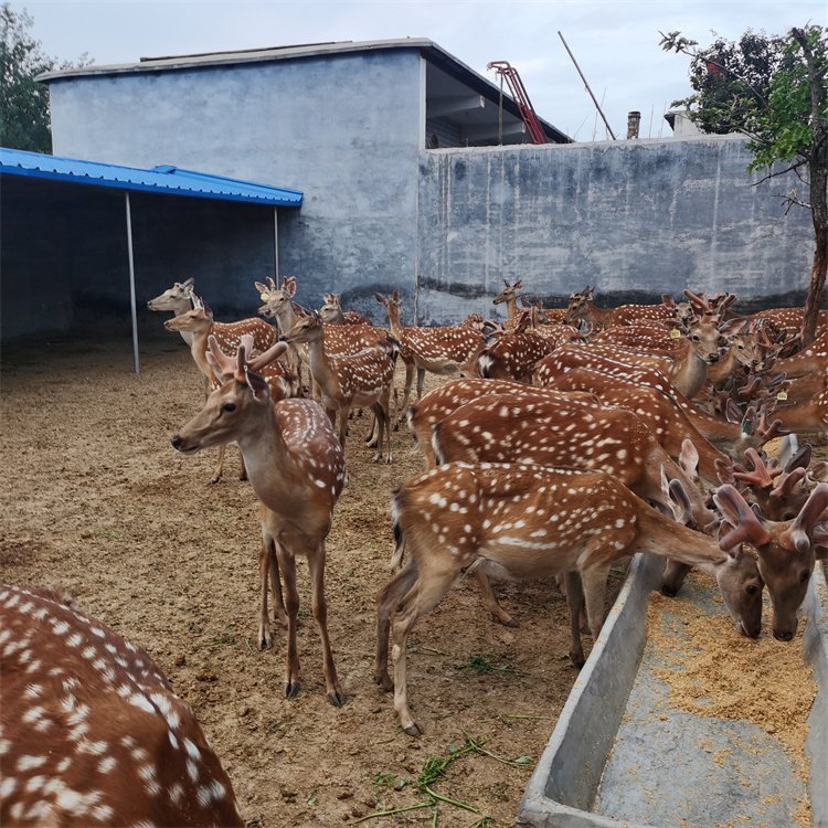 养殖时间150cm体长80体重99%成活率观赏产品用途梅花鹿品种菏泽嘉凤农
