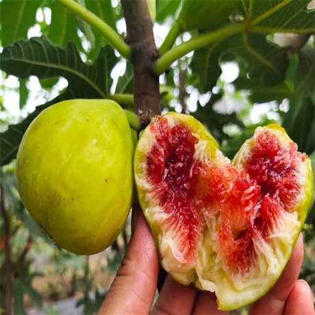 新疆斯特拉无花果苗乐耕农业3公分粗无花果苗适栽种地区