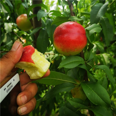 常年培育红芒果油桃树苗嫁接桃树苗介绍红芒果油桃树苗