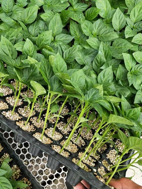 朝天椒苗指天椒苗新锐丰种苗厂单生艳红朝天椒苗