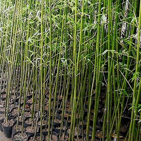 25公分刚竹苗青竹杯苗昊天园林供应价格