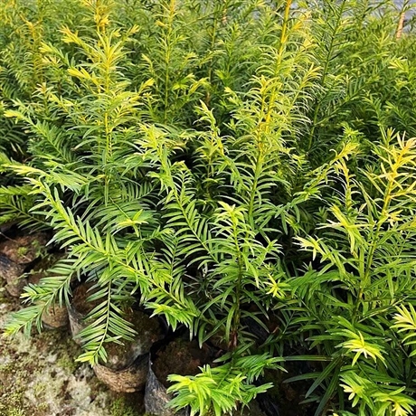 昊天 木荷树苗 木荷工程苗-搜了网