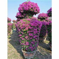 花瓶造型三角梅 福建直供紫色花瓶三角梅 花瓶勒杜鹃