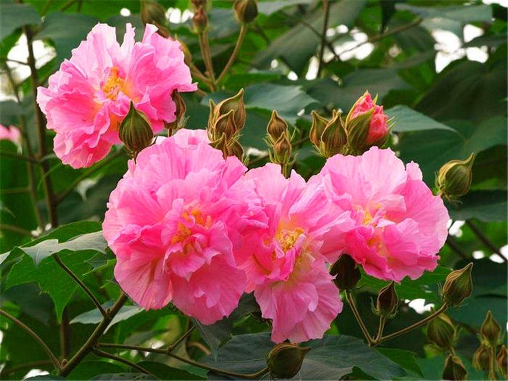 木芙蓉苗批发海南多杆丛生木芙蓉点击查看