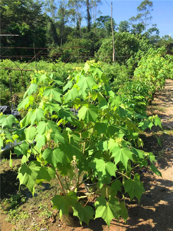 木芙蓉种植基地江西木芙蓉袋苗小苗