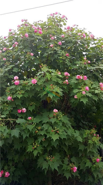 供應木芙蓉安徽木芙蓉苗樹苗可全國配送