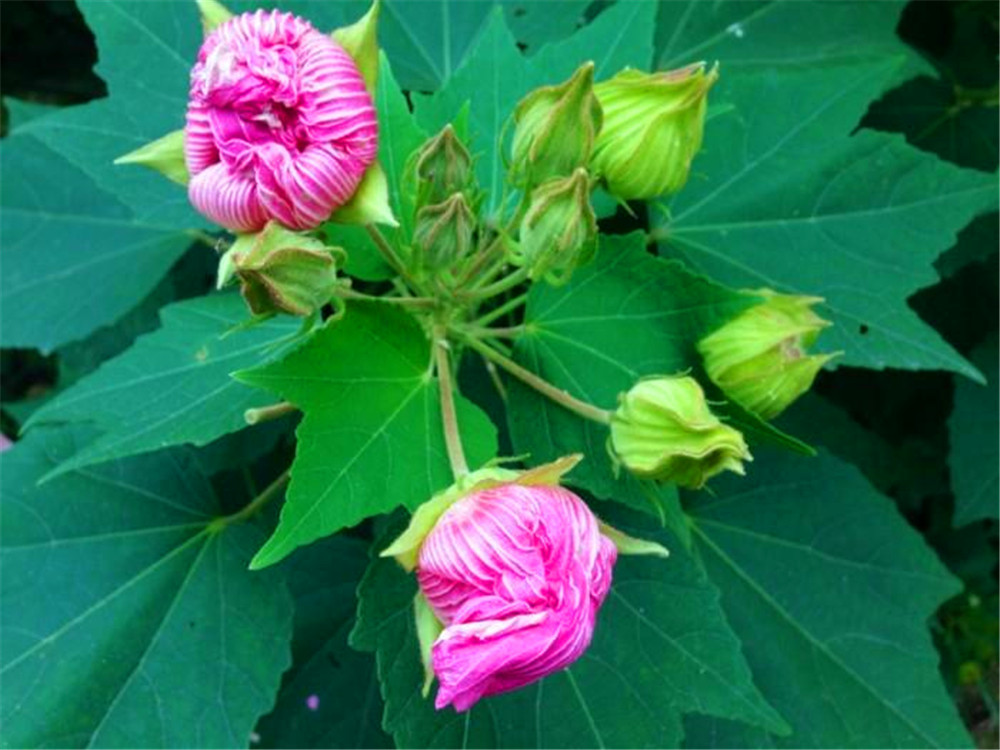 木芙蓉价格云南丛生木芙蓉工程绿篱庭院用苗