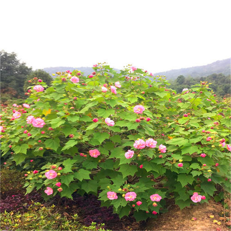 基地出售木芙蓉 廣東木芙蓉苗樹苗 點擊查看