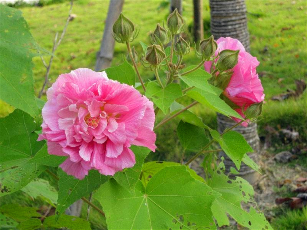 芙蓉树苗多少钱一棵(芙蓉树苗多少钱一棵呢)