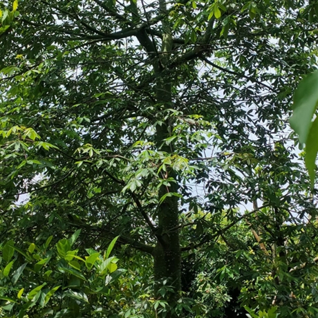 廣西美麗異木棉袋苗基地種植銷售15公分苗木