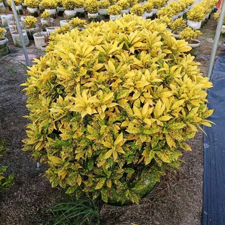 洒金珊瑚球移植苗美植袋花叶珊瑚球工程苗常绿灌木球价格