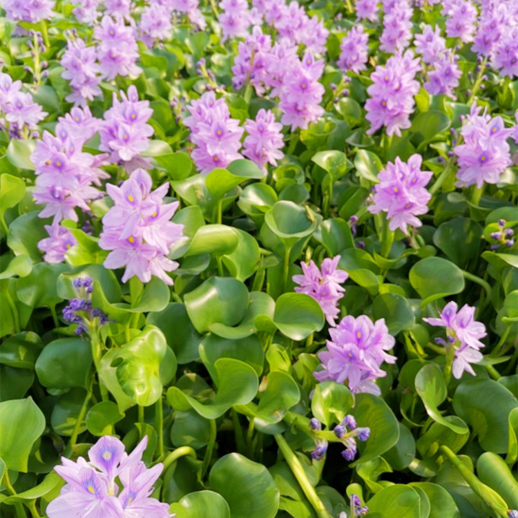 基地批发零售水葫芦苗水生植物水葫芦苗批发