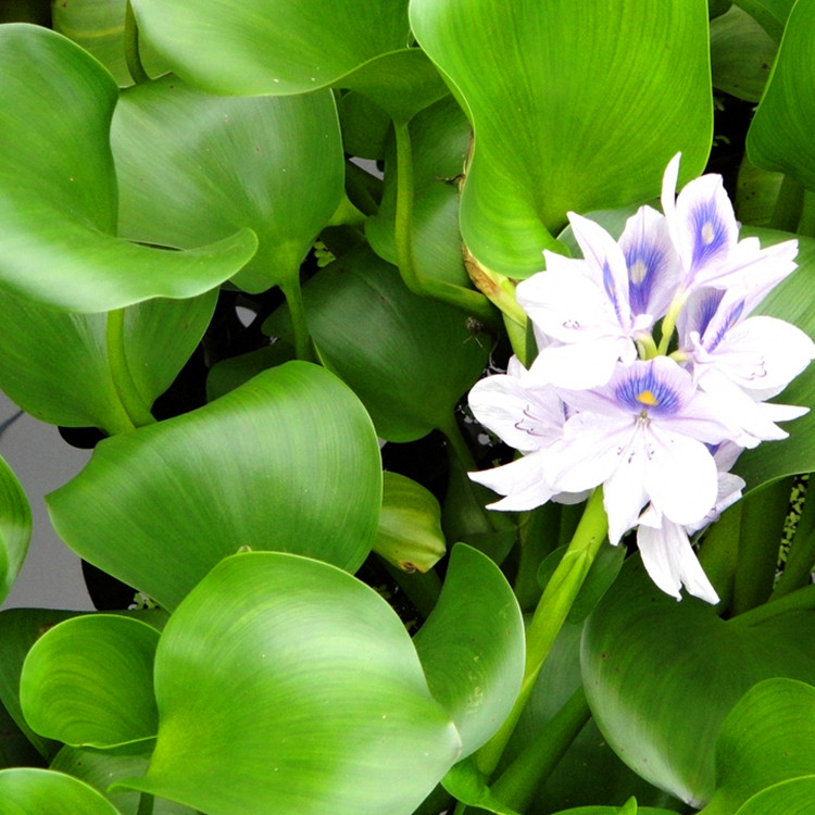 基地批发零售水葫芦苗水生植物水葫芦苗批发
