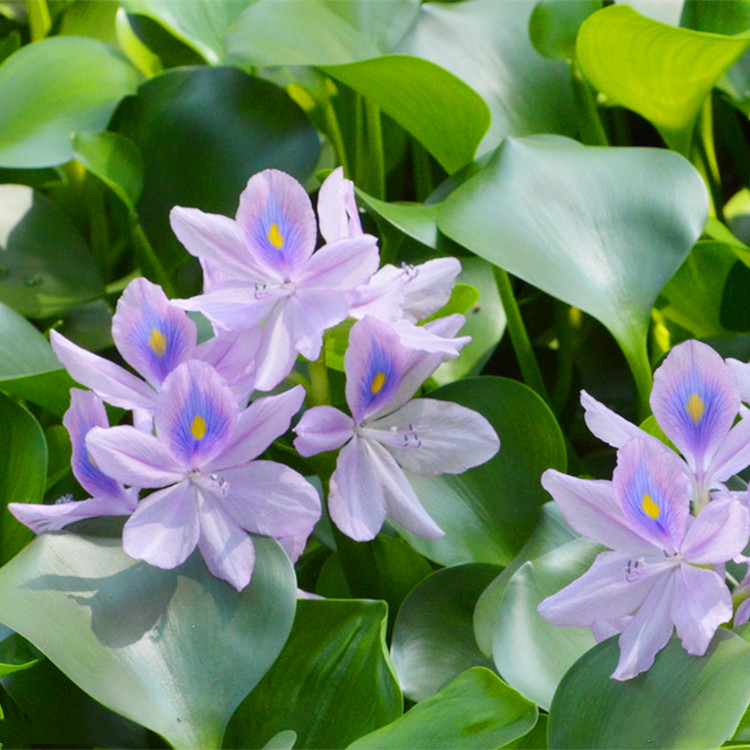 特价供应观赏水生植物水葫芦苗精品水葫芦苗批发