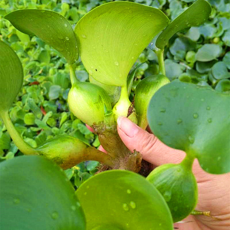特价供应观赏水生植物水葫芦苗精品水葫芦苗批发