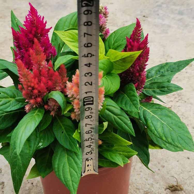 鸡冠花基地直供福建鸡冠花价格庭院阳台工程苗木花卉