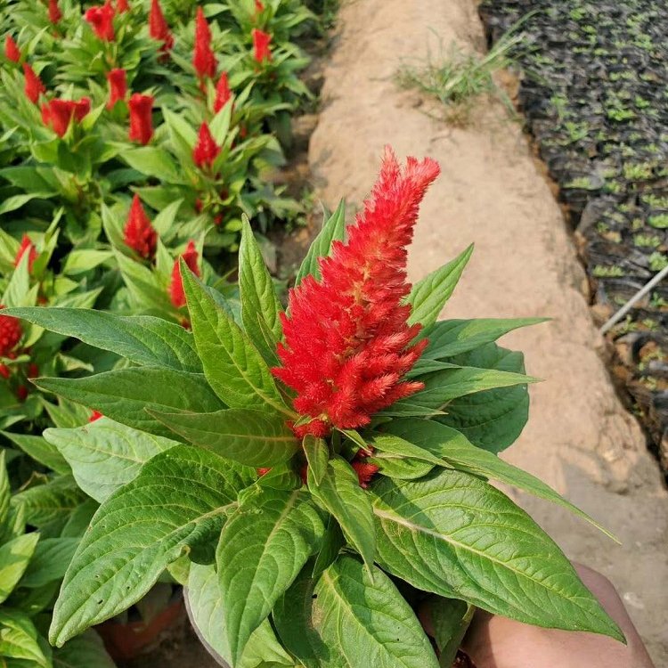 鸡冠花基地直供河南精品鸡冠花苗量大优惠规格齐全