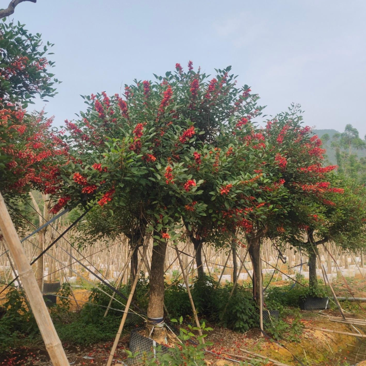 雞冠刺桐種植基地批發報價 園林環保植物 觀花苗木