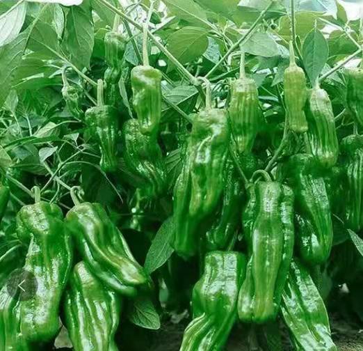 麻辣椒苗厂 皱皮麻椒苗批发基地