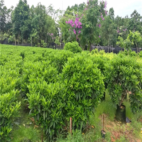 非洲茉莉種植基地四川非洲茉莉盆苗觀葉植物園林綠化苗木