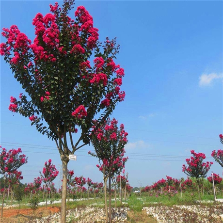 紫薇树苗云南高杆紫薇树市政园林绿化苗木