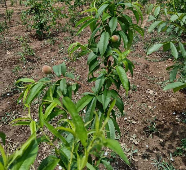 推薦中桃金魁桃樹苗基地黃金蜜7號桃樹苗實際價格