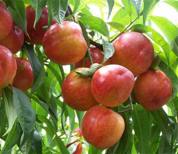 2公分中桃13桃树起苗价格3公分桃树苗优惠价格出售