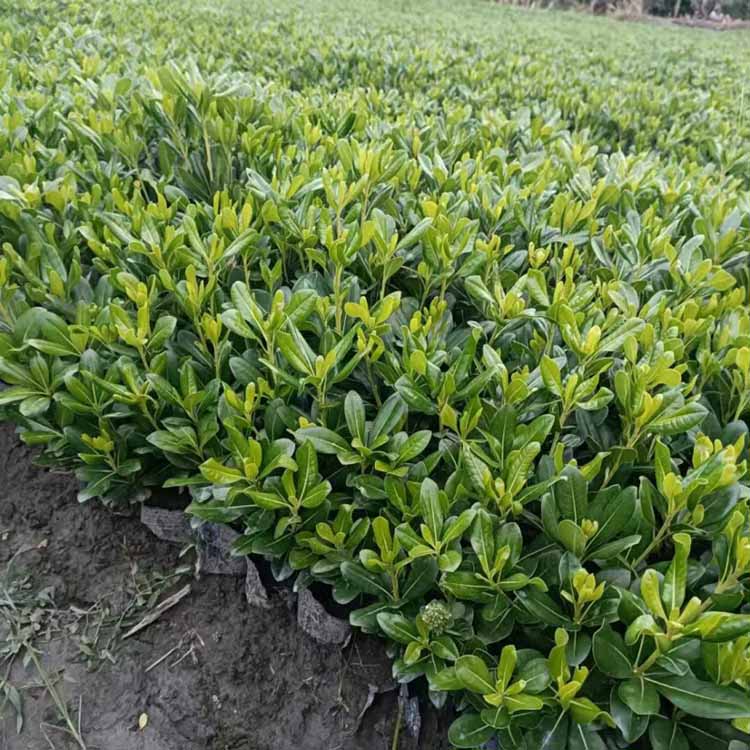 海桐小苗批发价格 海桐花绿化苗 山矾容器苗 多种品类齐全