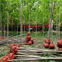 3至8公分精品美国红枫苗木 昊天园林秋火焰苗木产地供应