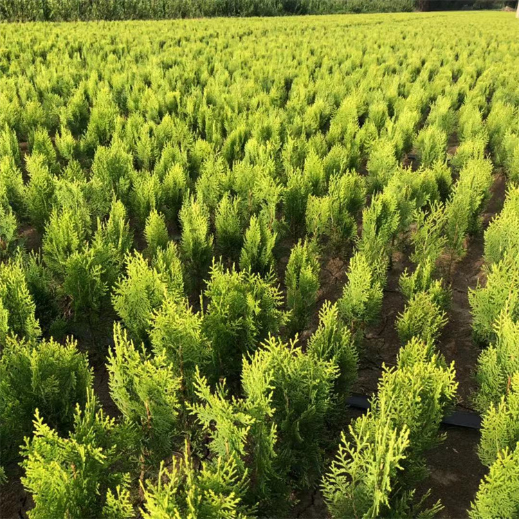 常年批发洒金柏苗侧柏苗洒金柏色块苗包邮咯