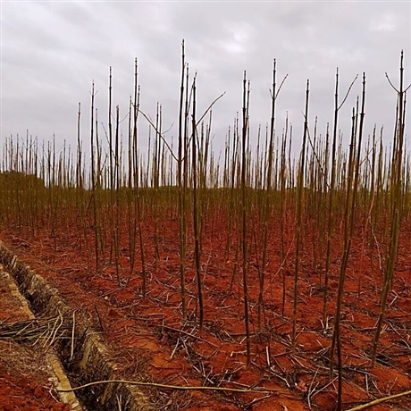 泡桐杯苗供应25公分泡桐苗木九江泡桐苗木基地