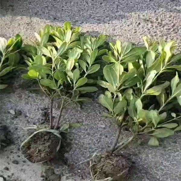 产地常年供应海桐苗大量出售海桐小苗海桐苗地头上车价