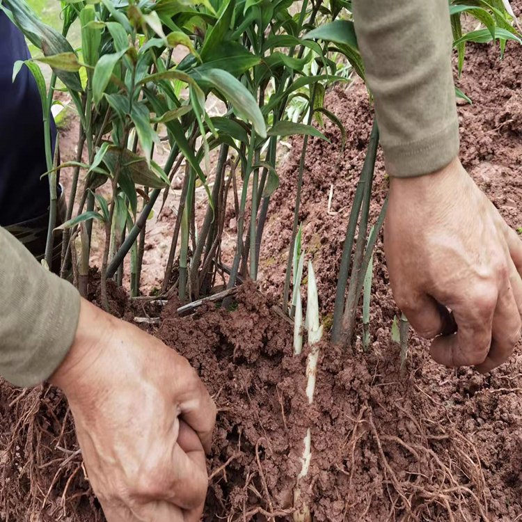 中药黄精的种植技术黄精种植基地中药材种植技术药材种苗昊鑫农业一手
