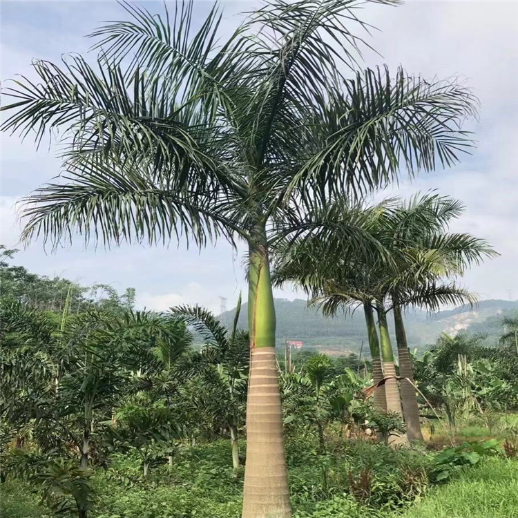 3-10米大王椰子树地苗价格 棕榈树基地椰子树狐尾椰子 老人葵 霸王棕直供