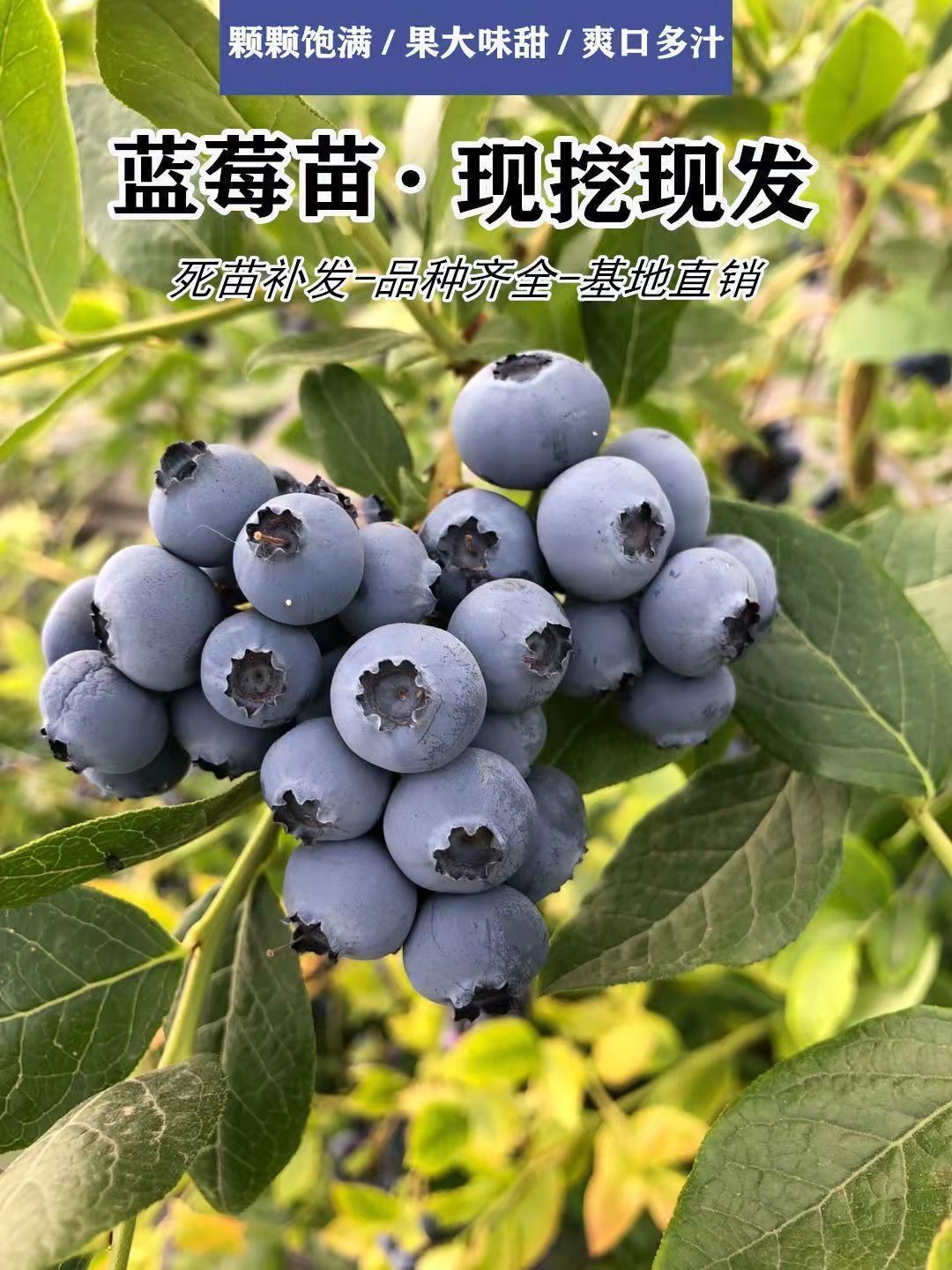 杜克蓝莓苗现挖现发当年结果4公分蓝莓苗骏成农业