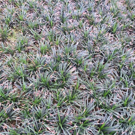 玉龙草基地销售湖北玉龙草小苗袋苗杯苗四季常青免修剪马尼拉草