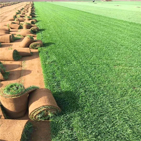 基地种植草皮江西果岭草马尼拉草沟叶结缕草产地货货源