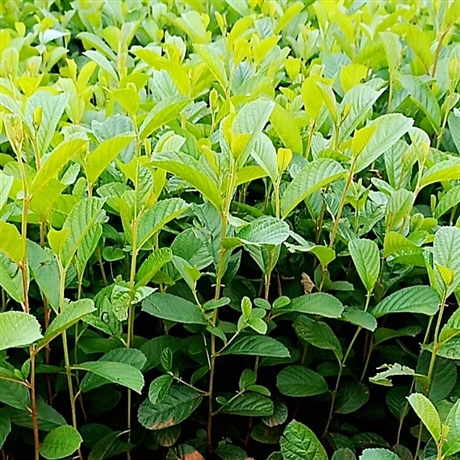 江南桤木川滇桤木12年桤木杯苗供应价格