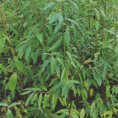 精选半枫荷种苗h12半枫荷小苗市场价格