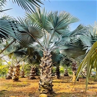 1米杆霸王棕棕榈树移植苗基地 霸王棕地苗供应 批发华棕各种棕榈树